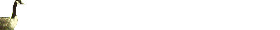 goose.gif (24104 bytes)